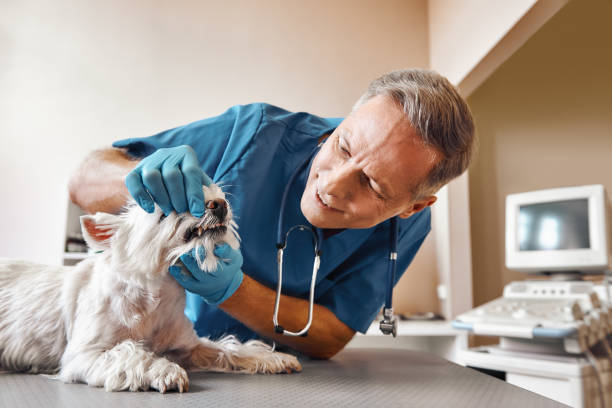 Best Weekend Emergency Dentist in Tumter, WA